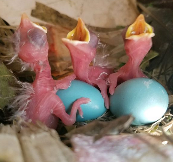 小八哥鸟各阶段图片大全八哥鸟图片 小八哥鸟各阶段图片大全八哥鸟图片