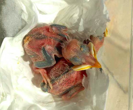 16-1555388158964254.png 5天大小八哥鸟图片