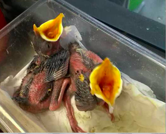 16-1555388190777235.png 10天大小八哥鸟图片