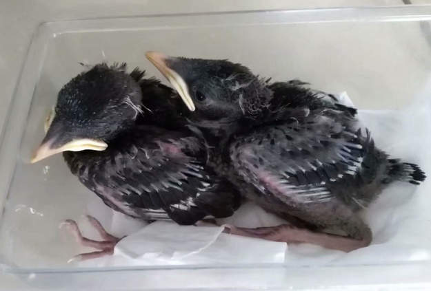 16-1555388348344652.png 15天大小八哥鸟图片