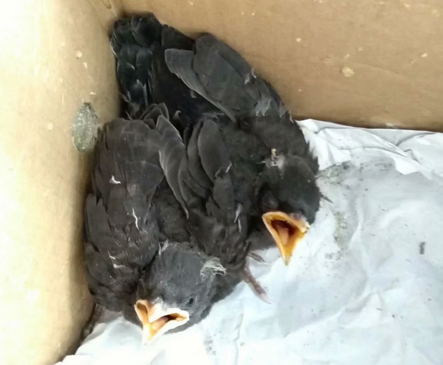 16-1555388389695086.png 0天大小八哥鸟图片