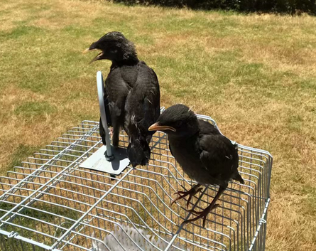 16-1555388470610884.png 25天大小八哥鸟图片