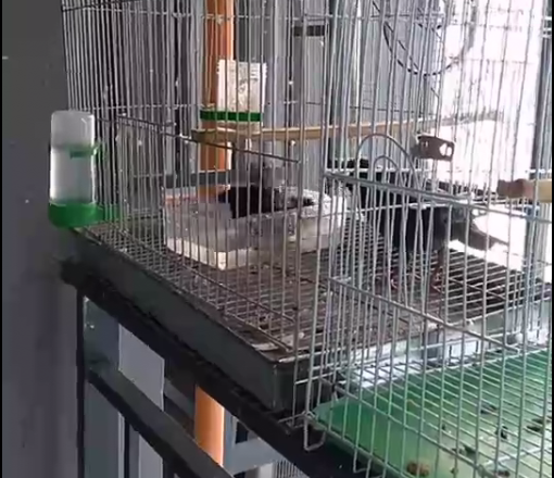 16-1555388569503531.png 一个月大小八哥鸟图片.png