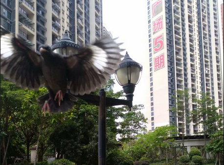 16-1555388616177312.png 一个月大小八哥鸟图片