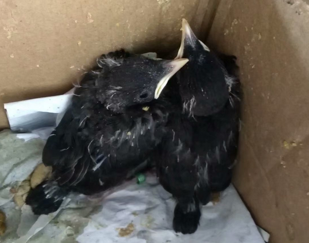 16-1555388720432352.png 15天大小八哥鸟图片图片.png