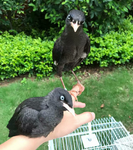 16-1555388833871455.png 两个月大的八哥鸟.png