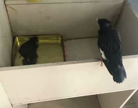 16-1555388862320048.png 三个月大的八哥鸟.png