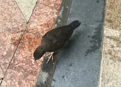 16-1555388919339588.png 三个月大的八哥鸟.png