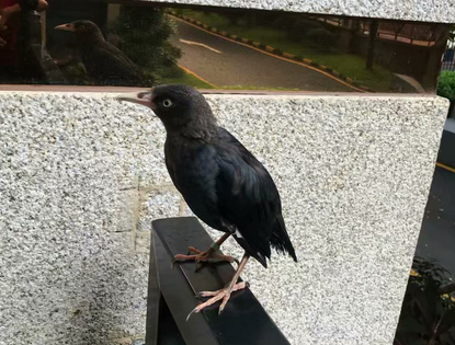 16-1555388976932248.png 三个月大的八哥鸟图片.png