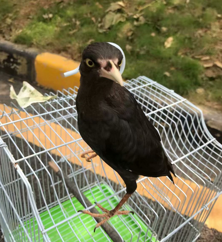 16-1555388997910665.png 三个月大的八哥鸟图片.png