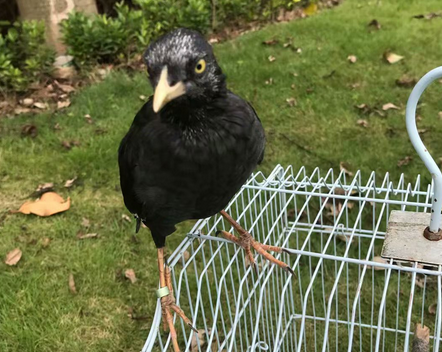 16-1555389055986920.png 5个月大的八哥鸟图片.png