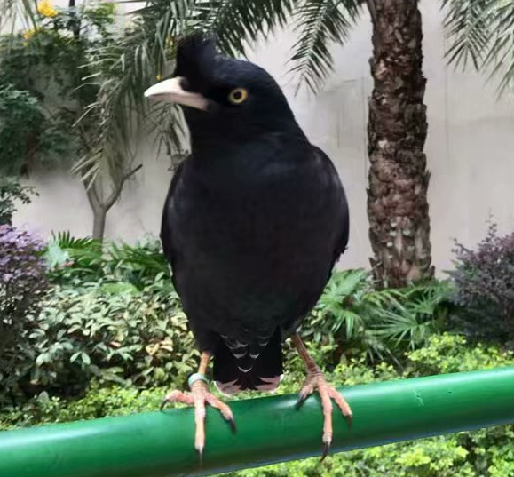 16-1555389149943670.png 6个月大的八哥鸟图片.png