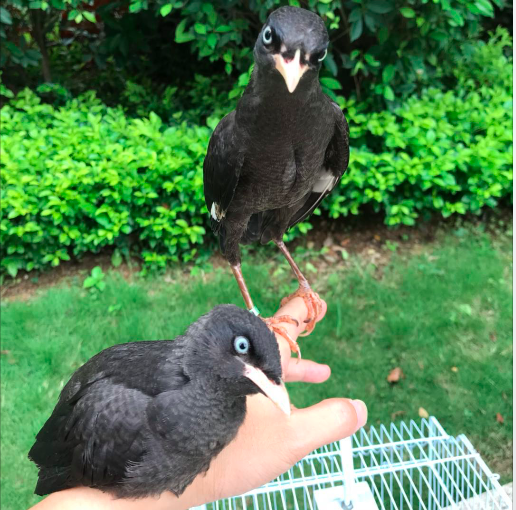 怎么训八哥鸟?八哥训练方法大全 怎么训八哥鸟?八哥训练方法大全