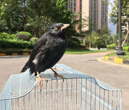 25-1556186748896005.png 图片.png