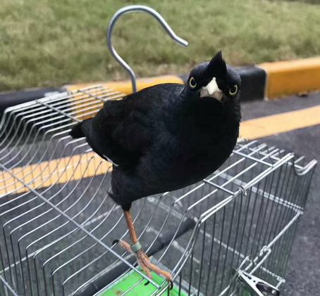 25-1556186850487185.png 图片.png