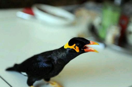 小鹩哥需要捻舌吗