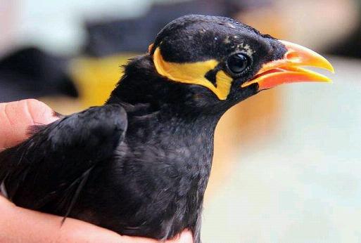 三年的鹩哥为什么不会说话