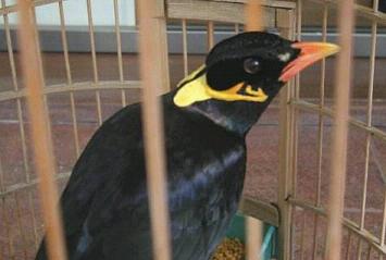 八哥和鹩哥有啥区别？发个图片对比一下！！