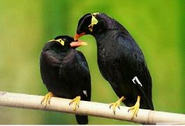 
				【微电影剧本】鹩哥（会把自己的微电影剧本集中在本帖，请老师们指教！）
				
			