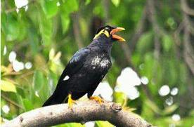 怎么辨别鹩哥的好坏