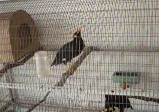 鹩哥为什么不看到人就会说话!当见到就不会说话!要怎样调教