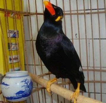 八哥和鹩哥有啥区别？发个图片对比一下！！