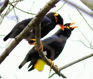 鹩哥说话与叫声与公母有关系吗？