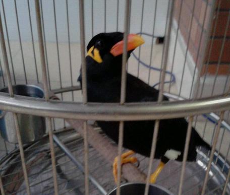 鹩哥多少钱一只，怎样挑选鹩哥