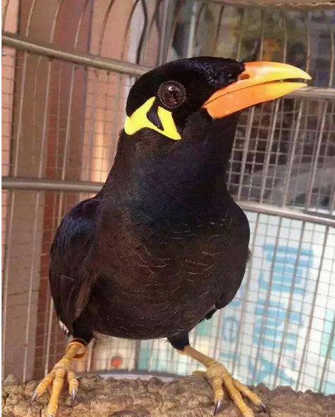 怎么给鹩哥八哥鹦鹉鸟儿转食，换了新饲料鸟儿不肯吃怎么办？