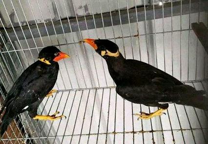 
				炒股亏钱，改养鹩哥了很好玩，大家看看调节心情
				
			