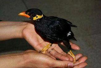 这是八哥还是鹩哥？是什么八哥（鹩哥）？<br> 