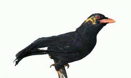 还没睁眼的鹩哥八哥小鸟雏鸟怎么喂养？