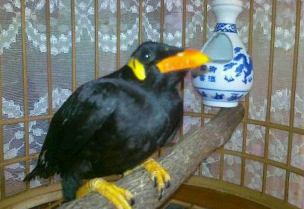 我家的鹩哥为什么不会说话