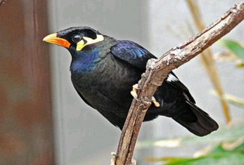 怎么给八哥鹩哥鹦鹉鸟儿洗澡？