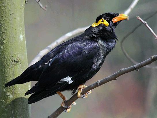 鹩哥怎么分公母