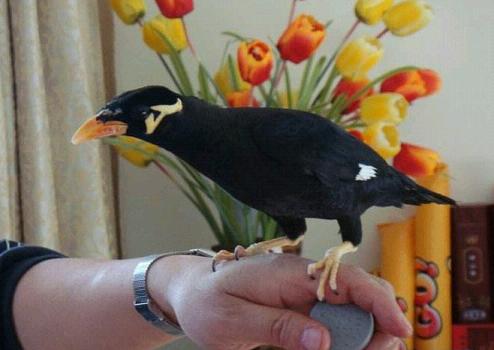 我家的鹩哥为什么不会说话