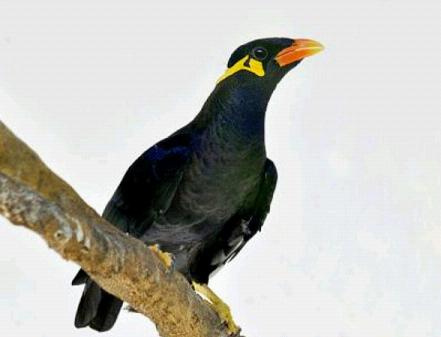 你养的鹦鹉、鹩哥、八哥是如何学会说话的？