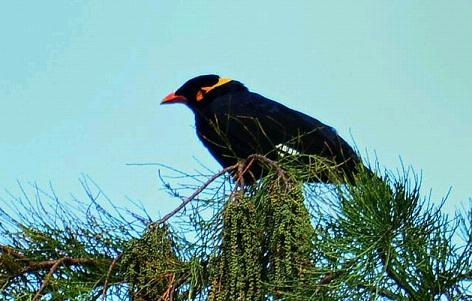 鹩哥为什么不看到人就会说话!当见到就不会说话!要怎样调教