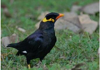 还没睁眼的鹩哥八哥小鸟雏鸟怎么喂养？