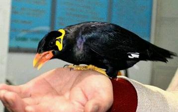 
				炒股亏钱，改养鹩哥了很好玩，大家看看调节心情
				
			