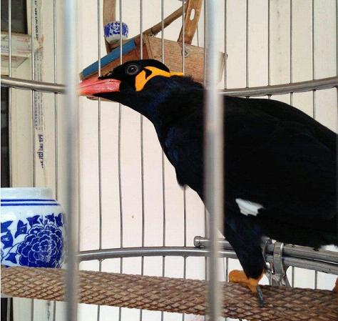 
				早上被鹩哥夸了，晚上被猫咪耍了！
				
			