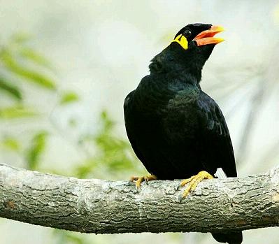 让鹩哥学话，要注意什么？