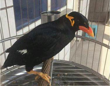 鹩哥怎么分公母