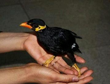 
				神奇！一只鹩哥会与人用日语“交流” 走红网络
				
			