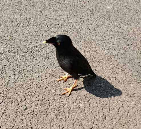 八哥电影伦理网第一