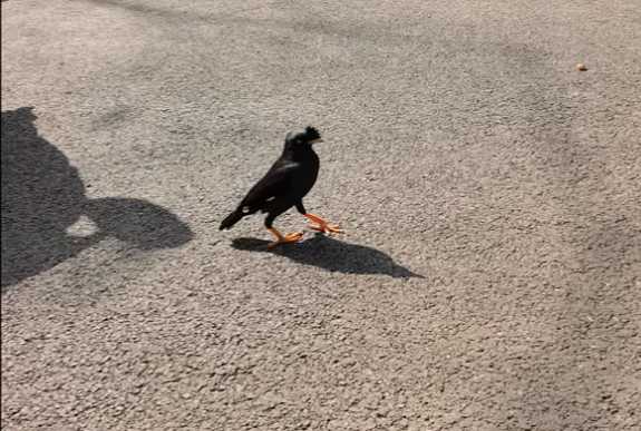 如何驯养八哥鸟?