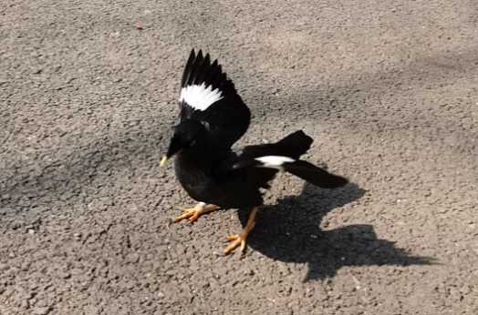 八哥鸟学说话教材mp3