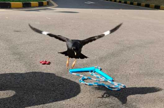 八哥鸟生病了怎么办_音乐真能治病吗_