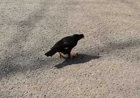 八哥每年繁殖几次