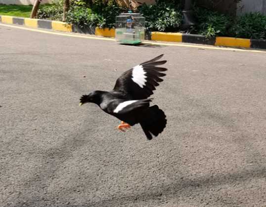 八哥每年繁殖几次